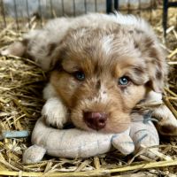 Chiots bergers australiens lof #5