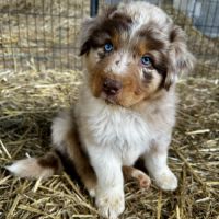 Chiots bergers australiens lof #6