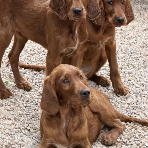 Setters irlandais lof #1