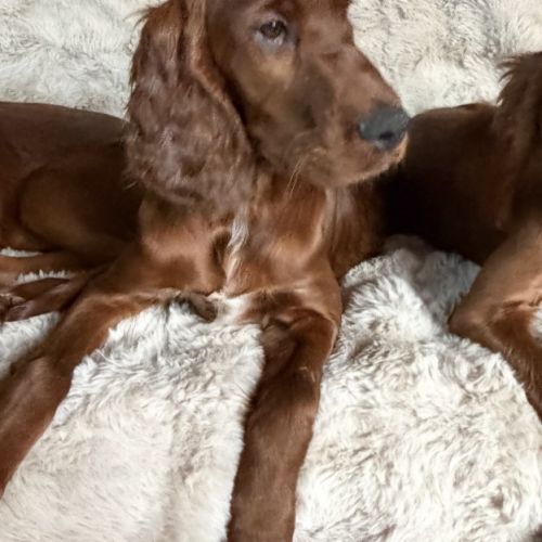 Setters irlandais lof #5