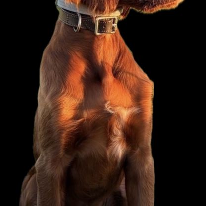 Setters irlandais lof #6