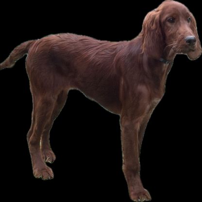 Setters irlandais lof #7