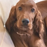 Setters irlandais lof #0