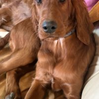 Setters irlandais lof #3