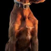 Setters irlandais lof #6