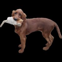 Setters irlandais lof #8