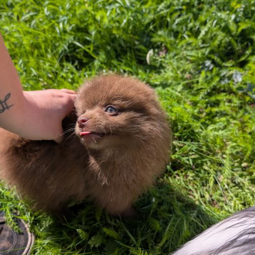 Spitz chocolat 9mois #1