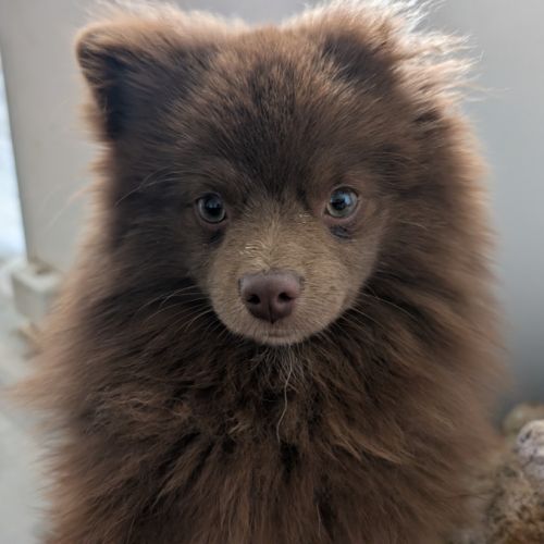 Spitz chocolat 9mois #0