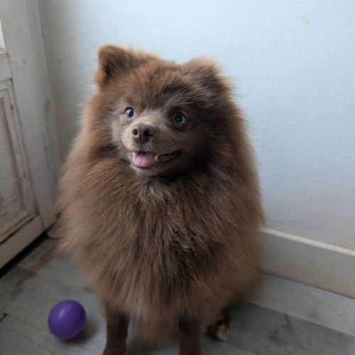 Spitz chocolat 9mois
