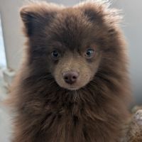 Spitz chocolat 9mois