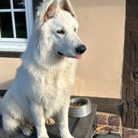 Berger blanc suisse à donner #0