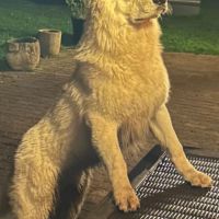 Berger blanc suisse à donner #2