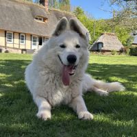 Berger blanc suisse à donner #3