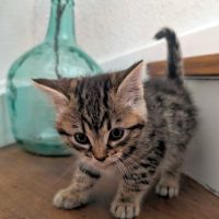 Yellow, un amour de chaton