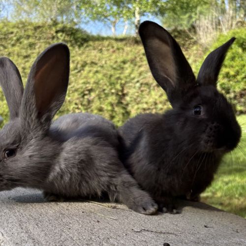 Lapin géant des flandres pure race #3
