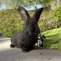 Lapin géant des flandres pure race #1