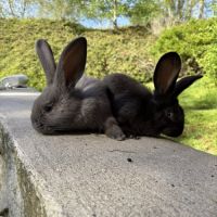 Lapin géant des flandres pure race