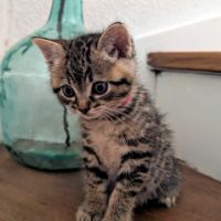 Red, câline et curieuse