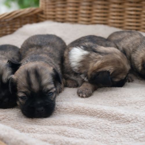 A réserver chiots épagneul tibétain #2