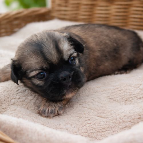 A réserver chiots épagneul tibétain #3