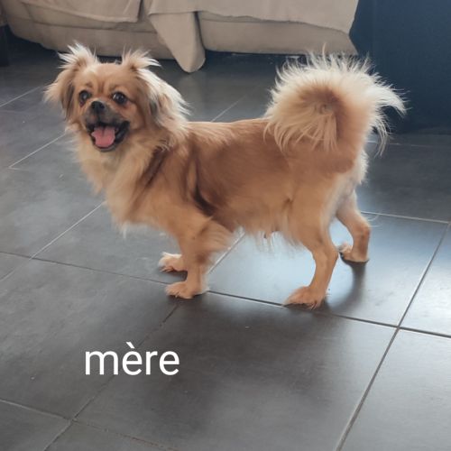 A réserver chiots épagneul tibétain #4