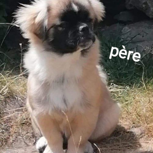 A réserver chiots épagneul tibétain