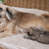 A réserver chiots épagneul tibétain #1