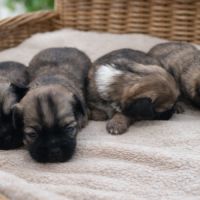 A réserver chiots épagneul tibétain #2