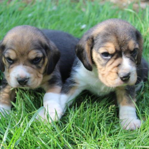 Chiots beagles lof mâles