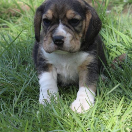 Chiots beagles lof mâles #3