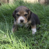 Chiots beagles lof mâles #2