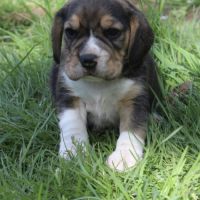 Chiots beagles lof mâles #3