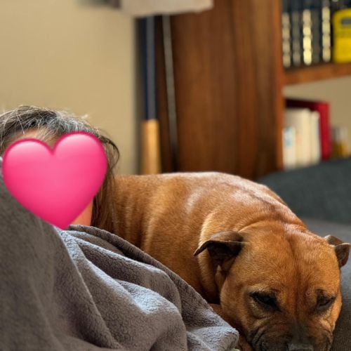 Staffordshire bull terrier lof (staffie) #1