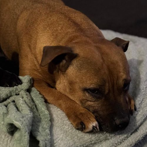 Staffordshire bull terrier lof (staffie) #0