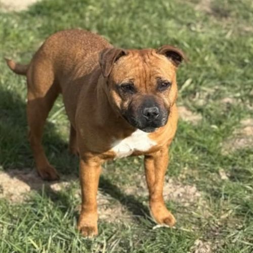 Staffordshire bull terrier lof (staffie) #3