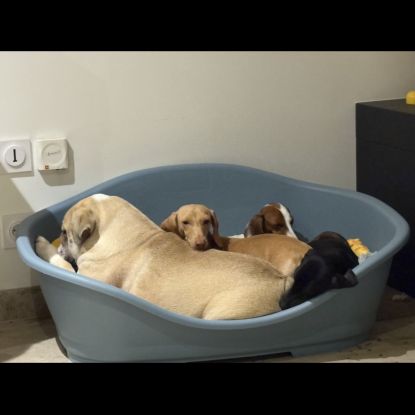 Femelle bulldog anglais lof #0