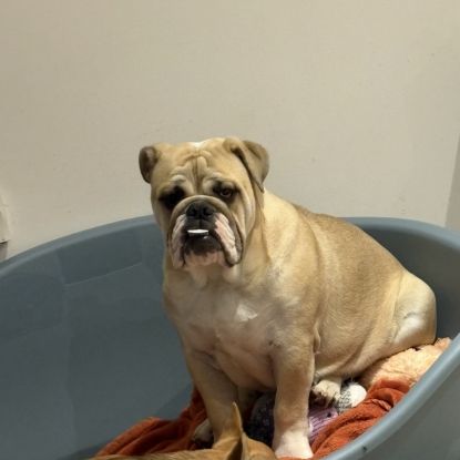 Femelle bulldog anglais lof #2