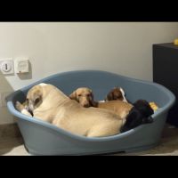 Femelle bulldog anglais lof