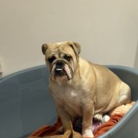 Femelle bulldog anglais lof #2