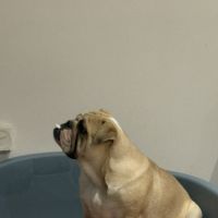 Femelle bulldog anglais lof #3