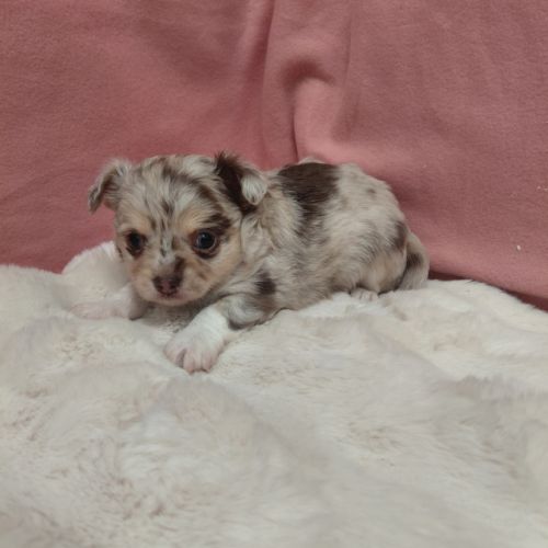 Chiots chihuahua mâles #1