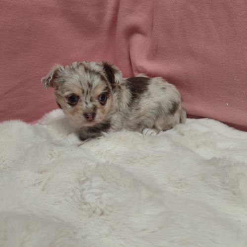 Chiots chihuahua mâles #2