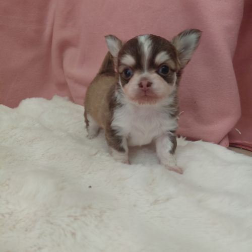 Chiots chihuahua mâles #3