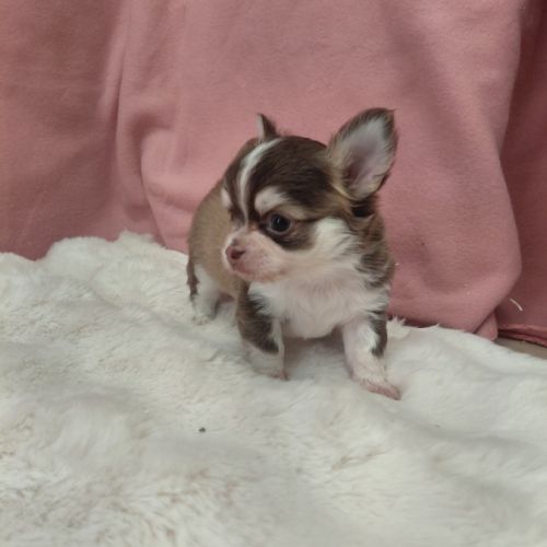 Chiots chihuahua mâles #4