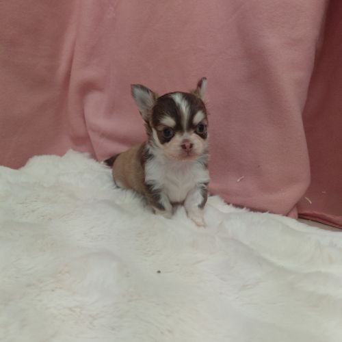 Chiots chihuahua mâles #5