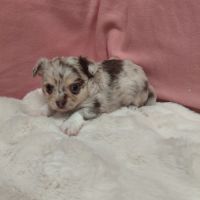 Chiots chihuahua mâles #1