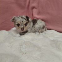 Chiots chihuahua mâles #2