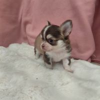 Chiots chihuahua mâles #4