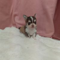 Chiots chihuahua mâles #5