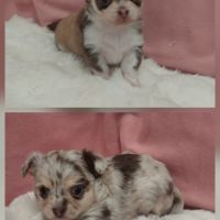 Chiots chihuahua mâles